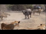 Buffalo and Elephant Fight Off Lions Attacking