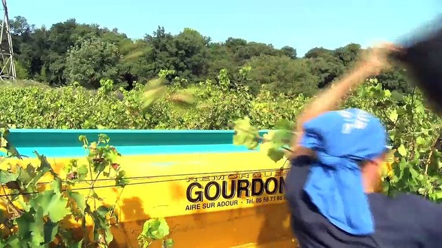 Istres-Miramas : de belles vendanges à Sulauze