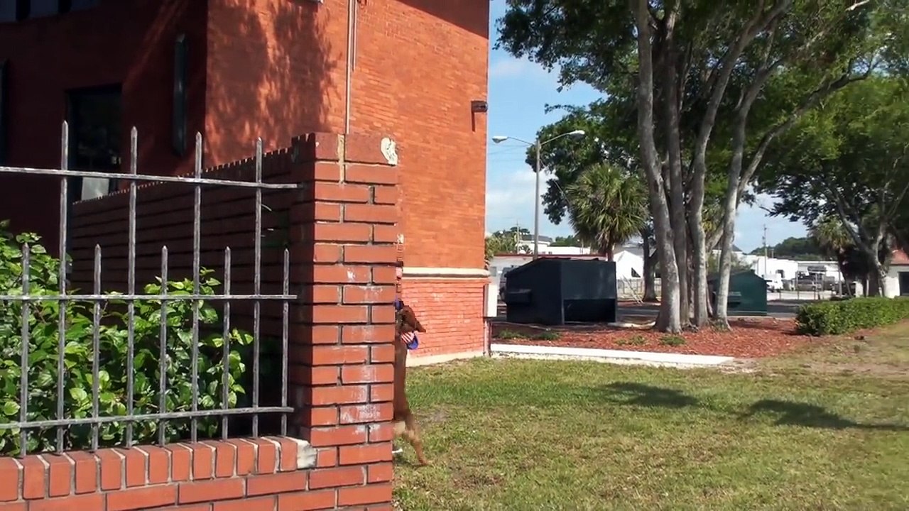 The best Protection Trained Dogs - Premier Protection Dogs Overview 2015