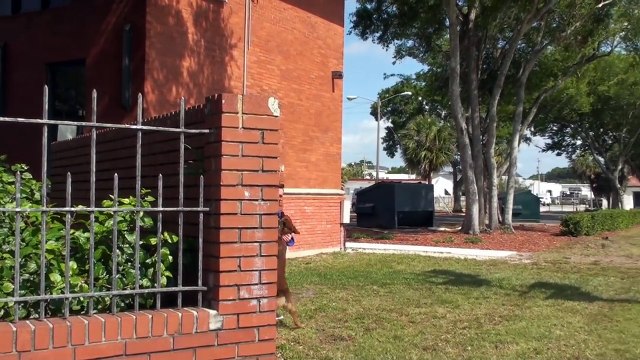 The best Protection Trained Dogs - Premier Protection Dogs Overview 2015