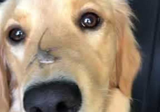 Leaping Lizard Makes New Furry Friend