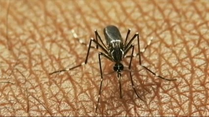 West Nile virus kills 17 in Greece