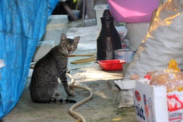 Kedisini Kurtarmak İsterken Uçurumda Mahsur Kaldı