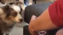 Sweet Dog Misinterprets #SnootChallenge, Gives Owner a Cuddle Instead