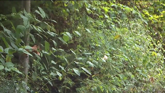 Jogger Escapes After Armed Man Attempts to Drag Her Off Trail: Police