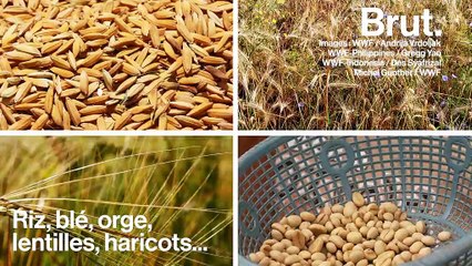 Comment le Co2 va perturber nos assiettes