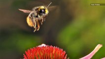 Bees Are Becoming Addicted to the Pesticides Linked to Their Decline