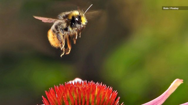 Bees Are Becoming Addicted to the Pesticides Linked to Their Decline