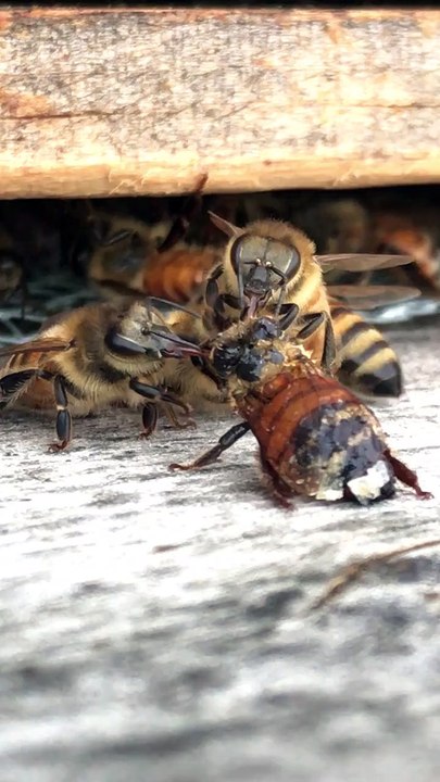 Des abeilles nettoient une abeille recouverte de miel