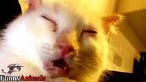 Lovely Moment of Cat When They're Sleepy - Funny Cats Video 2017
