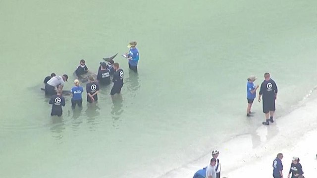 Watch: Rescuers save distressed pygmy killer whales off Florida coast