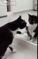 Hilarant - ce chat parle avec lui-même devant un miroir !