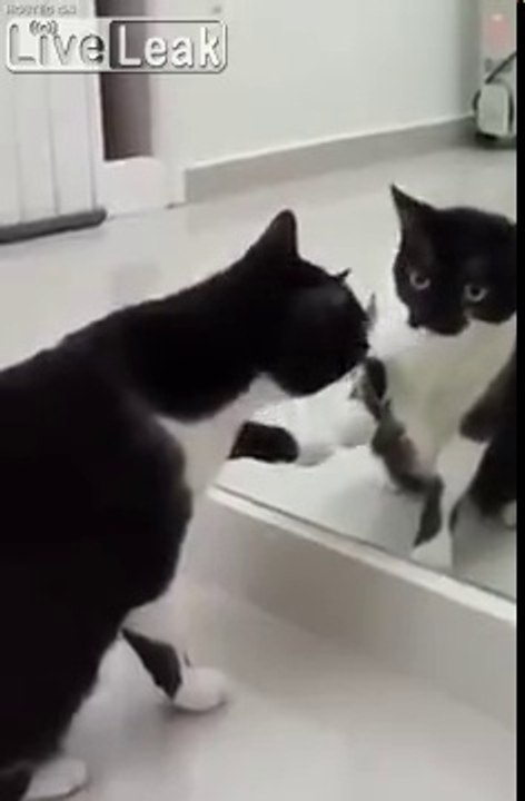 Hilarant - ce chat parle avec lui-même devant un miroir !