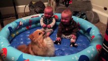 Twin babies can't stop belly-laughing at their dog, and it's contagious!