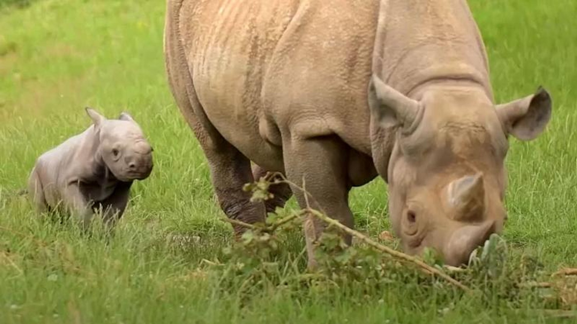 ⁣Watch: Researchers use rhino dung to save endangered species