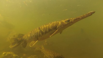 Poissons Alligator Gar aux Everglades en Floride