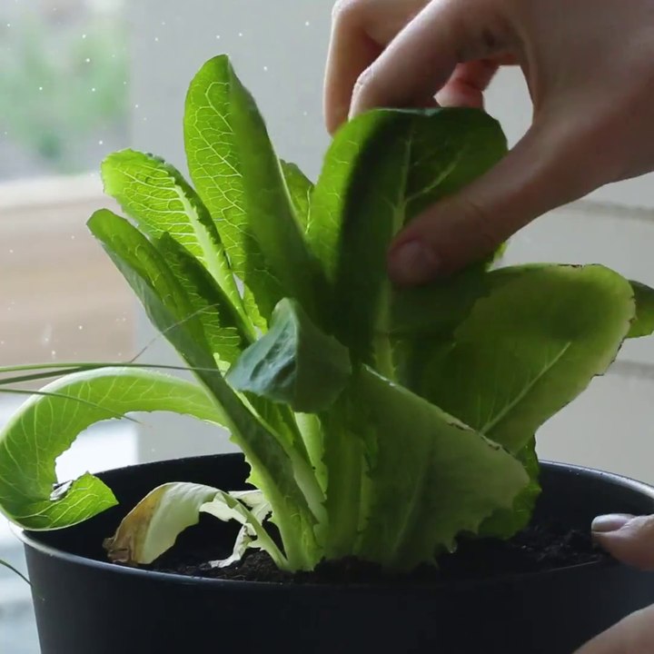 FACILE À FAIRE - Les légumes les plus faciles à pousser dans un petit espace