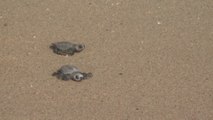 Vecinos de una playa mexicana denuncian riesgo para tortugas por extracción de arena