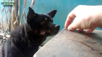 Ma drôle de chien essaie de prendre de la nourriture de la table