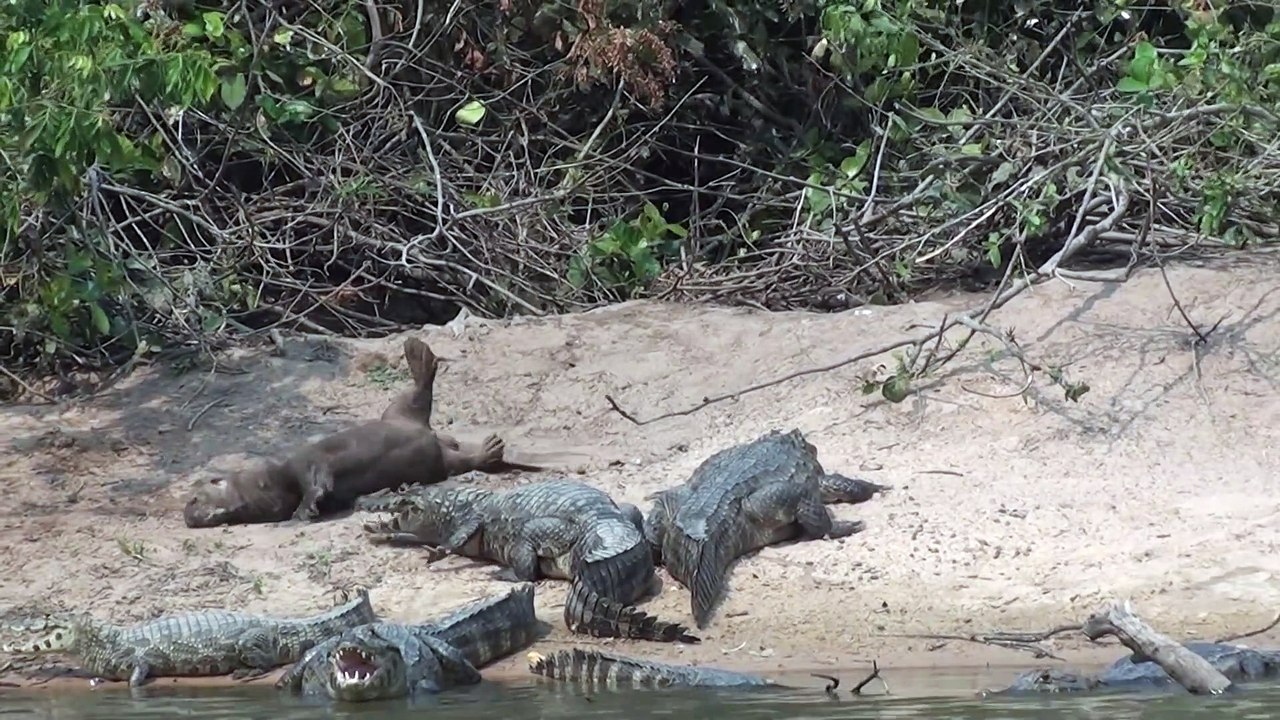 Une énorme loutre se pose à coté des crocodiles : même pas peur