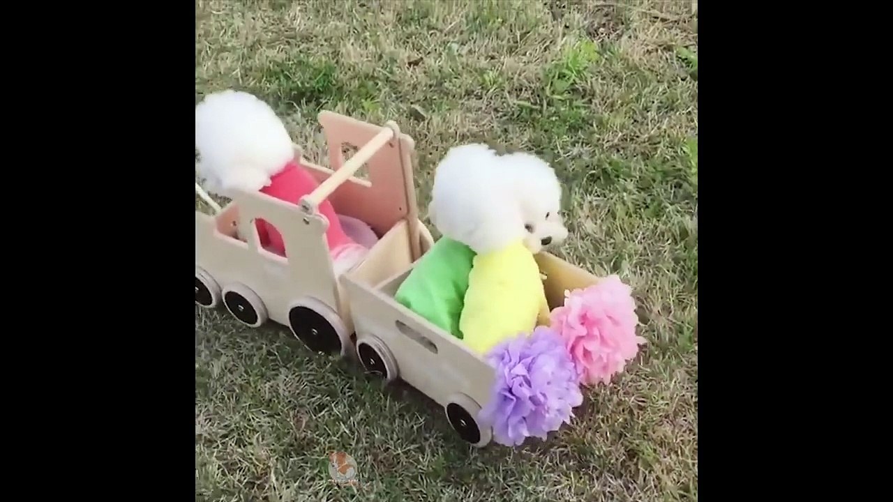 ♥Cute Dogs and Cats Doing Funny Things 2018♥ #82 - CuteVN