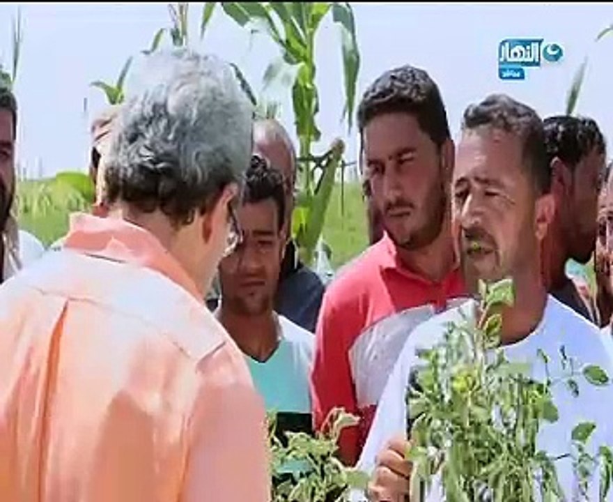 محمود سعد ينشر تقريراً عن فساد محاصيل الطماطم فى وادى النطرون