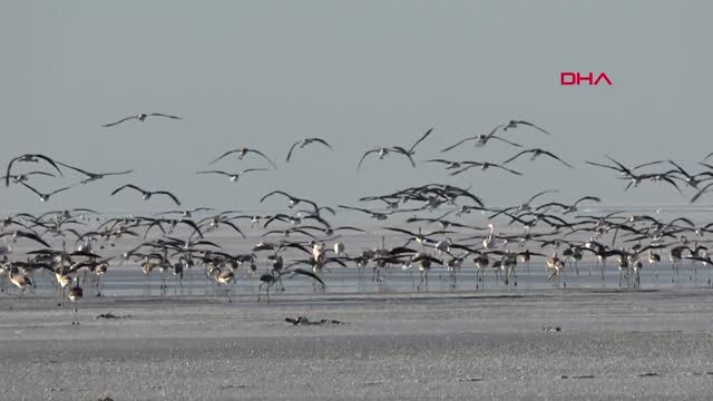 Konya Tuz Gölü'nde Yavru Flamingo Ölümleri Hd