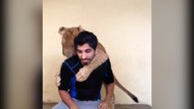 Los leones también pueden ser muy cariñosos con los seres humanos