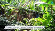 Produção de Banana e Aipim em Domingos Martins