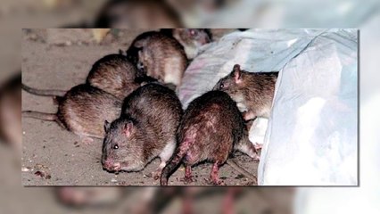 LAS RATAS NO TIENEN LA CULPA.