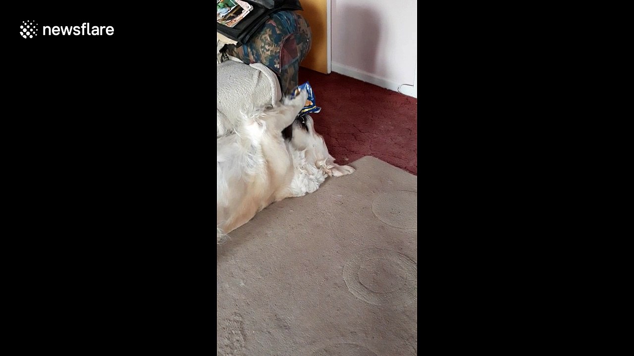 Adorable dog chows down on a packet of crisps then grins at owner when caught
