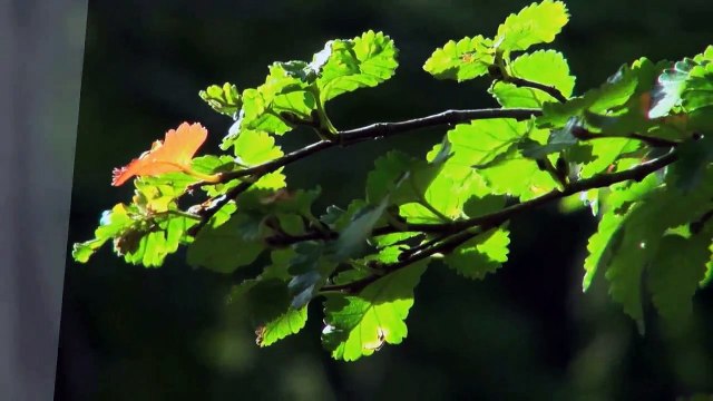 A louer - Appartement - Chernex (1822) - 4.5 pièces - 122m²