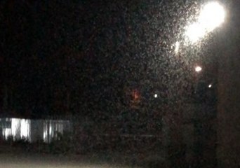 Midges Descend Upon Russian City Taganrog