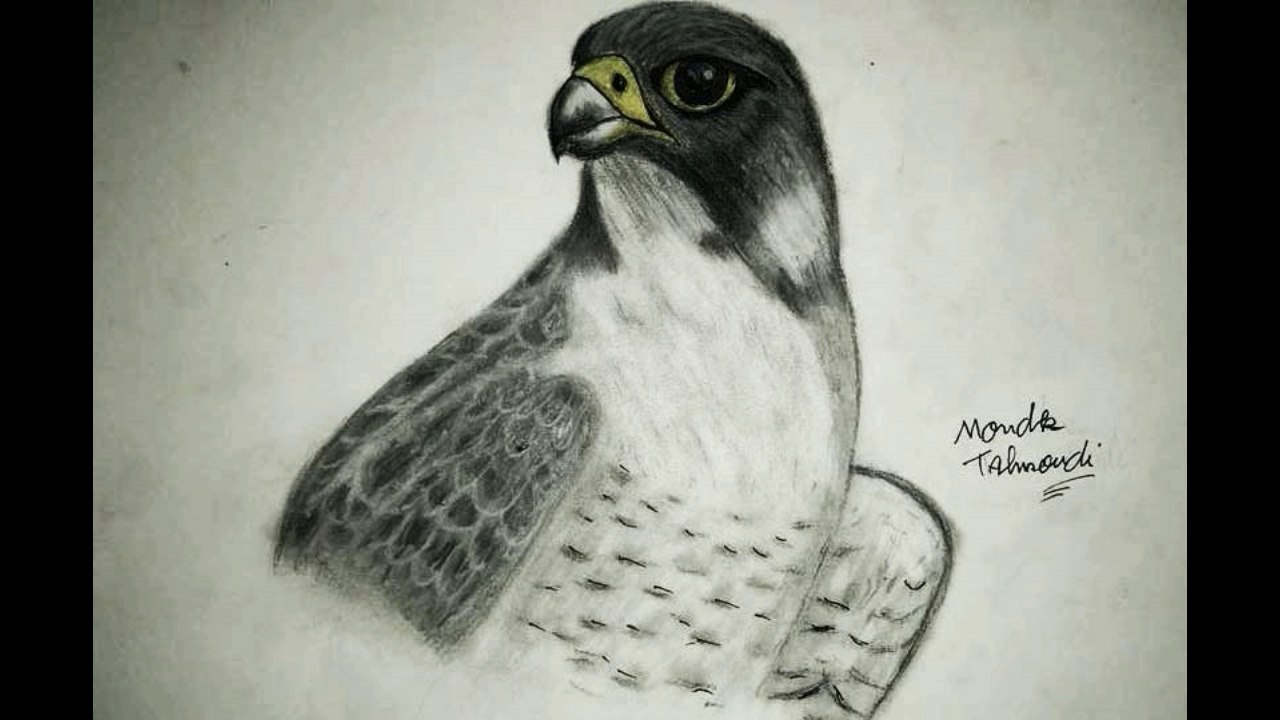 Drawing  Falcon