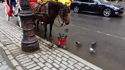 Horse and Pigeons Share Meal