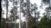 Koala with Joey changing trees