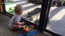 Baby meets raccoon for the first time - Tsawwassen, British Columbia