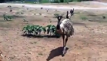 OSTRICH GOES ON ATTACK THROUGH CAR WINDOW