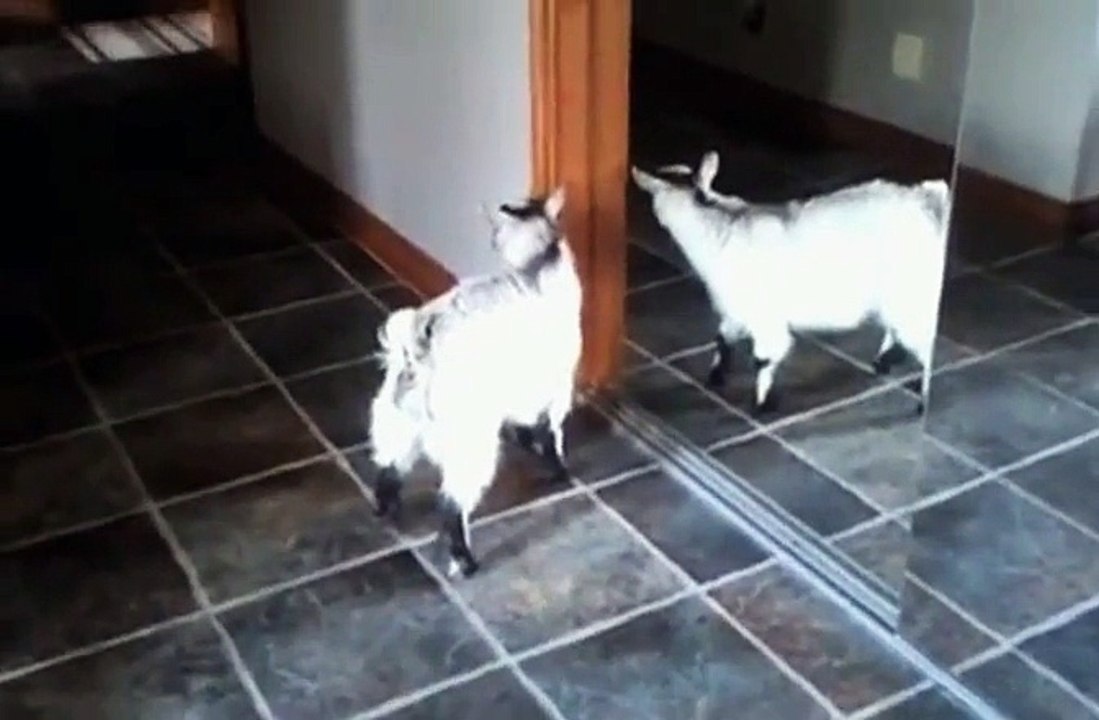 A GOATS BATTLE