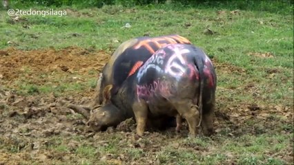 Tedong Silaga Katuk Boven vs Kaks Makassa di Arena Pangli