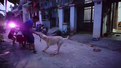 The Power of Playing Tug with your Dog