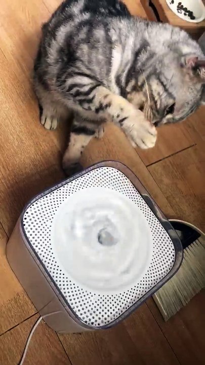 smart cat drinking water by hand