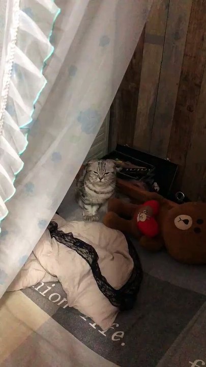My kitten does not want to go to school