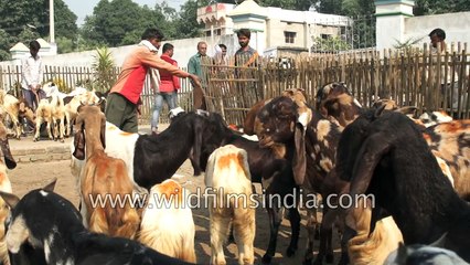 Goat market at Asia largest cattle fair in Bihar