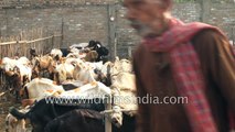 Herd of goats for sale at Asia largest cattle Bihar