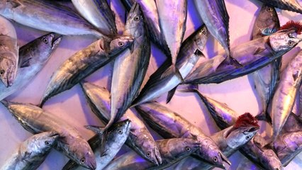 Karadenizli balıkçılara hava engeli