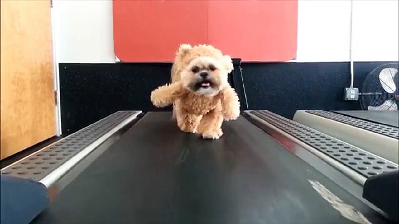 chien tapis roulant
