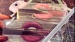 Huda Beauty -  Preview Demi Matte Lip Cream