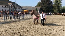 Concours départemental du cheval breton
