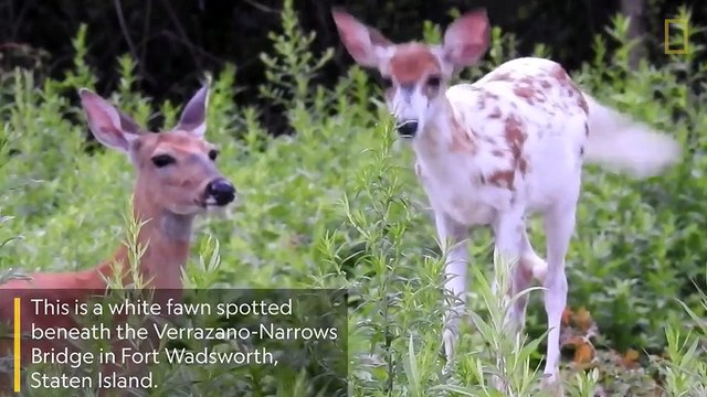 A white fawn born in NYC brings hope to the community